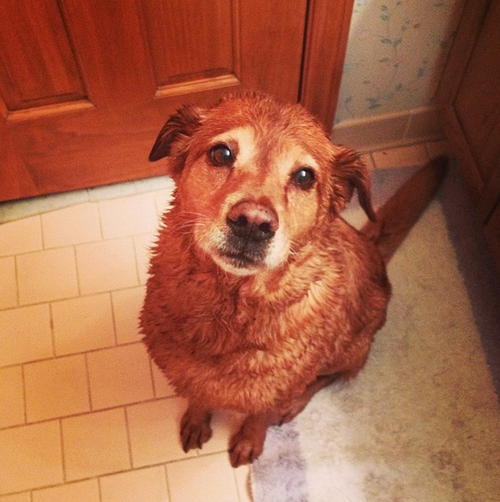 cutecatsvsdogs's tweet photo. #cutecatsvsdogs #dog http://t.co/JQgd9OVgwq