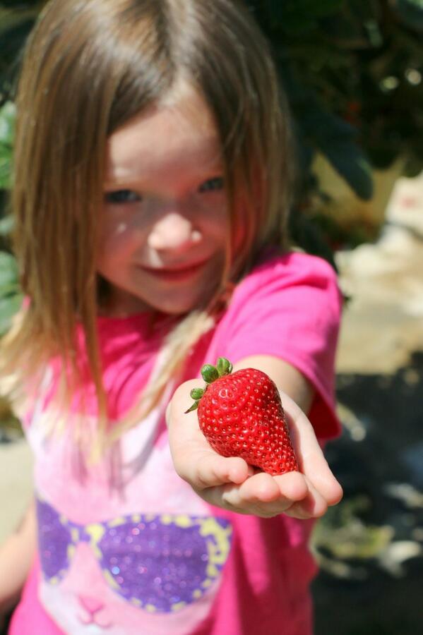 itisalovelylife's tweet photo. Capri Sun helps us stay cool on our strawberry picking adventures! #ad #CapriSunMomFactor http://t.co/sah1tav9lC http://t.co/yHV2c2LABL