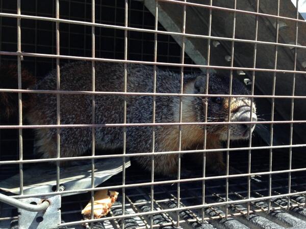 SFist's tweet photo. Potrero Hill Marmot's Reign Of Adorable Terror Ends http://t.co/8zlqNng8Pd (Please don't hurt us, @SFMarmot) http://t.co/2KRaQpvjk0