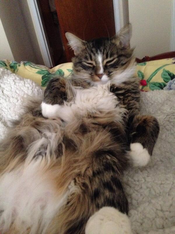 TessTaylor1's tweet photo. @LoveMeowdotcom not ready to wake up yet mom! http://t.co/Aw7P5dOfa2