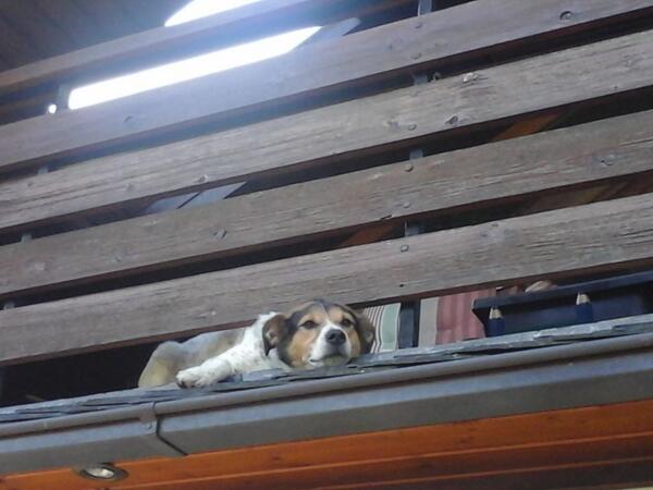 Hamtydamti's tweet photo. Hund 1 hingegen lässt sich einfach mal hängen. Unter dem Balkongeländer. http://t.co/yqrB4V0AP0