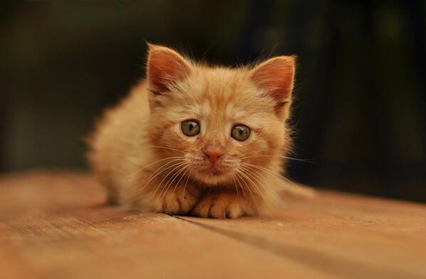 ANIMALPlCTURES's tweet photo. Scared kitty. http://t.co/BZLqnTVoTo