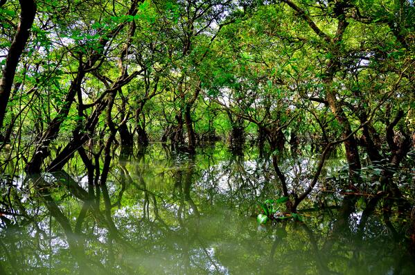 Syl_Sylhet's tweet photo. Ratargul Swamp Forest, Sylhet http://t.co/HGB3AfMuGK