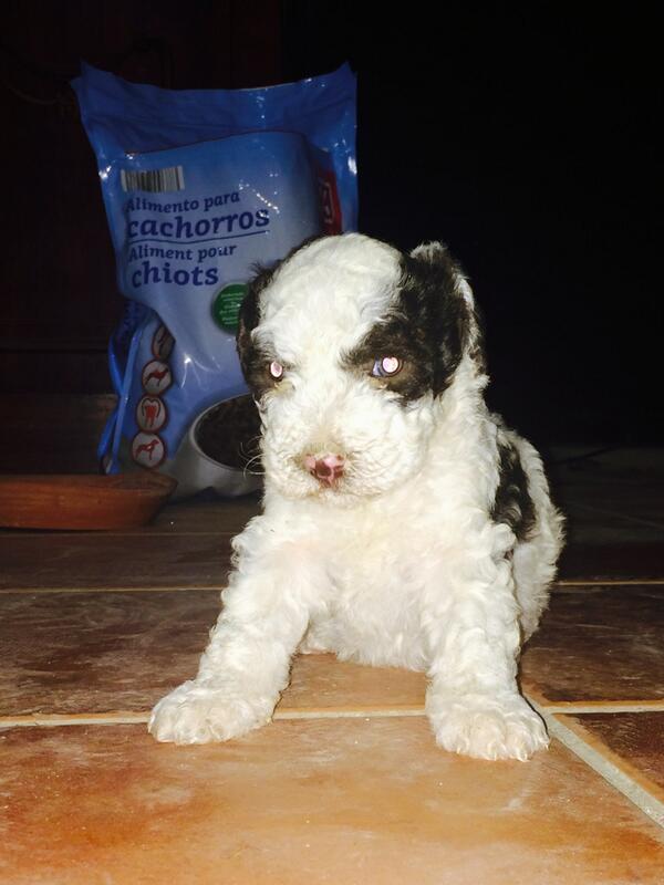 El primer tweet va dedicado a mi bautizo y al Peaso de plato de pitraco de anca antonio carmelita siempre a tope