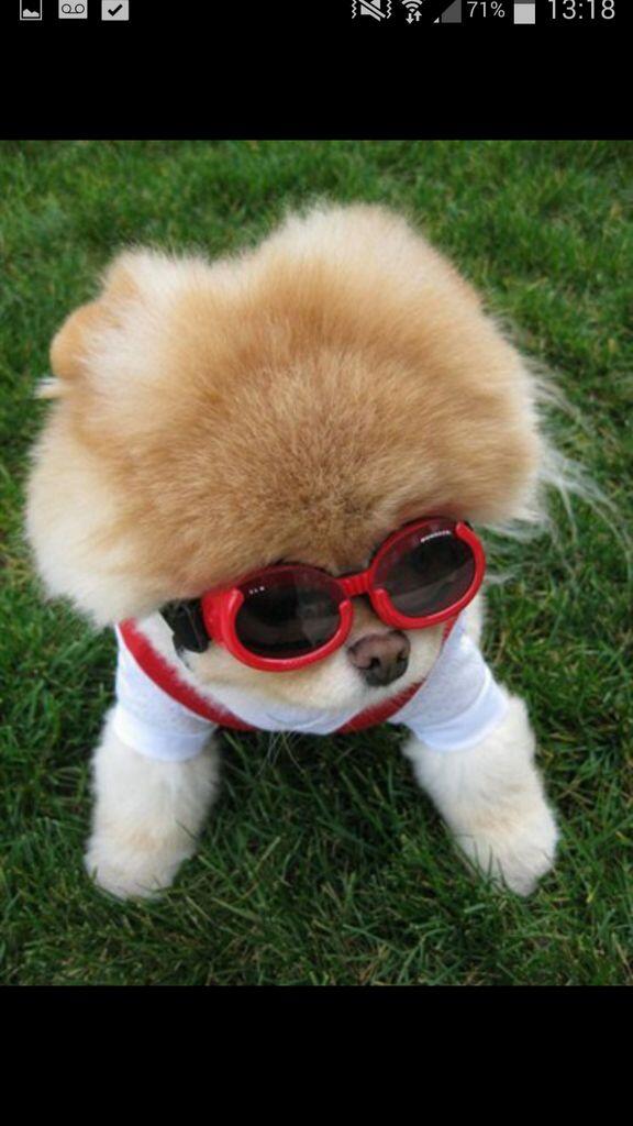DogsPorns's tweet photo. http://t.co/Wb8wa0z2da