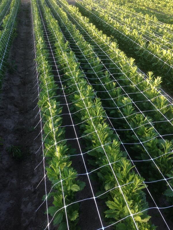 Hulstflowers's tweet image. Ziet er super gelikt uit al zeg ik het zelf #Callistephus #flowersnl