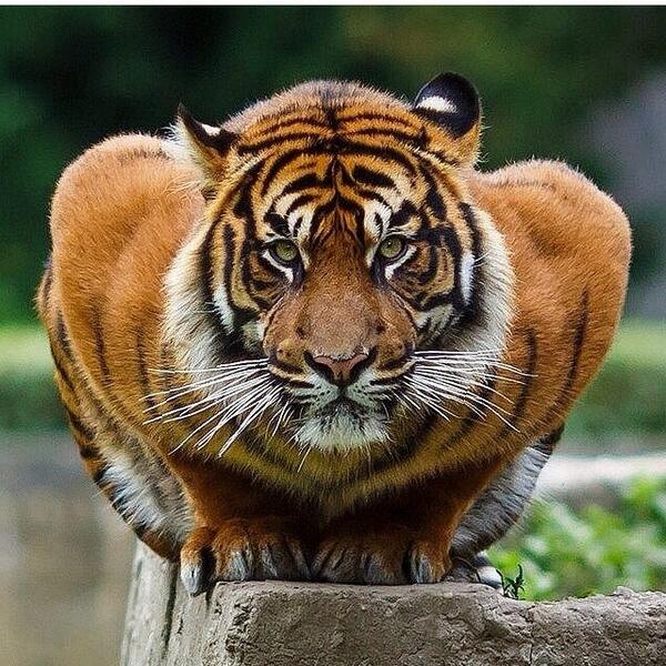 Jilles538's tweet photo. 🐅🐅 http://t.co/E8oh1tJkV8