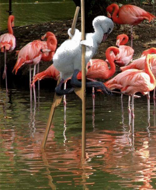 Team_ADR_'s tweet photo. Spam can't sneak past our spam filters.  Try CleanMessage for Free Today!  http://t.co/gkUBT0sTrz #WhiteFlamingo http://t.co/ZbX7HWHVMx