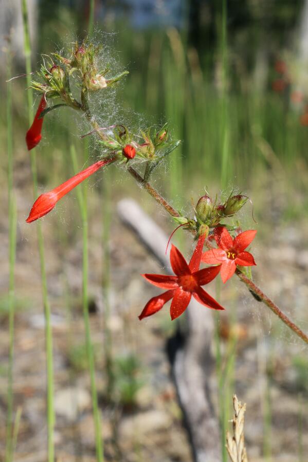 USFWSLeeMetcalf's tweet image. Scarlet Gilia (Ipomopsis aggregata) in flower now; mimicking the fireworks for this July 4th weekend. Be safe w/fun.