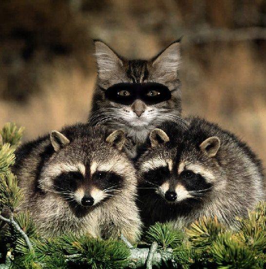 Team_ADR_'s tweet photo. Who does this cat think he is sneaking in with these robbers?  Don't let impersonators take over your inbox. http://t.co/b98bGdLcYG