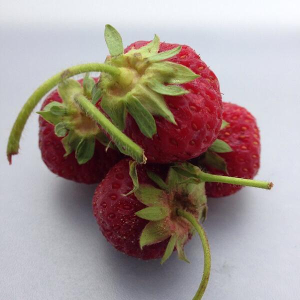 Thanks for the delicious berries <a href="/PlanBfarms/">PlanBFarms</a> #organic #eatlocal