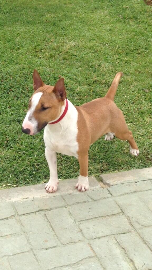 antoniorecioes's tweet photo. 🐶🐶 http://t.co/5EBsoWwFKe