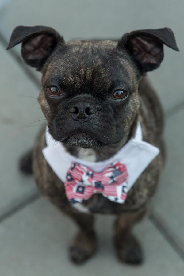 dog afraid of thunder cesar