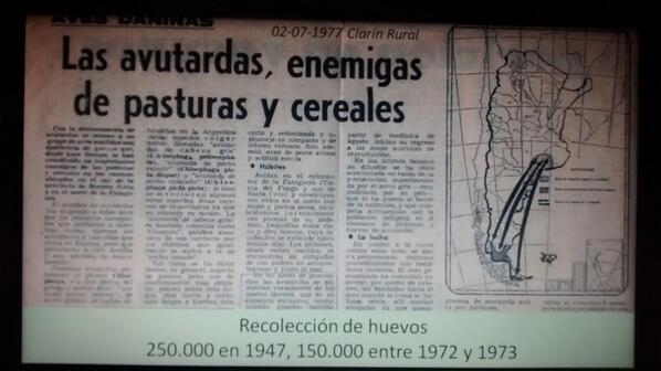 En 1977 los cauquenes eran considerados plaga. Hoy quedan menos de 500 cauquenes colorados. Avesargentinas.org.ar/tv