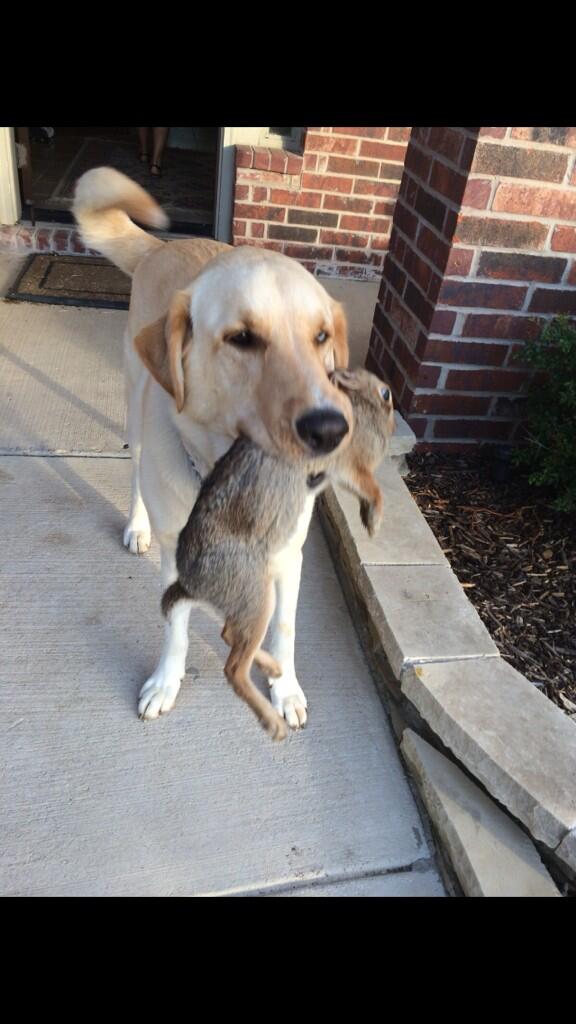 CGC_james's tweet image. Trevor chased down a rabbit #thataboy
