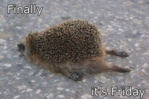Indresumes's tweet photo. Friday at last! If your lucky enough to have the weekend off, enjoy! http://t.co/k32lMrHlwx