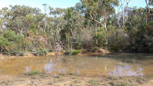 OrchidNotes's tweet photo. Every year there is this shadow pond on the track.  Currently housing tadpoles. http://t.co/qPRypRkI69