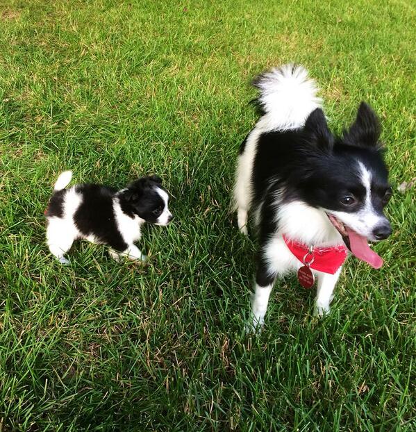 BoSoxAmy's tweet image. LOST DOG–DAISY Wayside Waifs foster.Papillon.Last seen on Carter St&amp;amp;151st in Overland Park 7/3. Annie 913-449-1841.