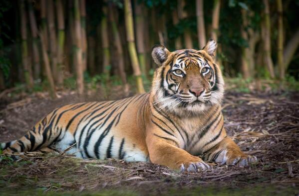 mountway's tweet photo. @PerthZoo #SUMATRA #Tigers Come visit the Perth Zoo and see these amazing #bigcats @CityofPerth @PerthCityCentre http://t.co/fcWgat9f67