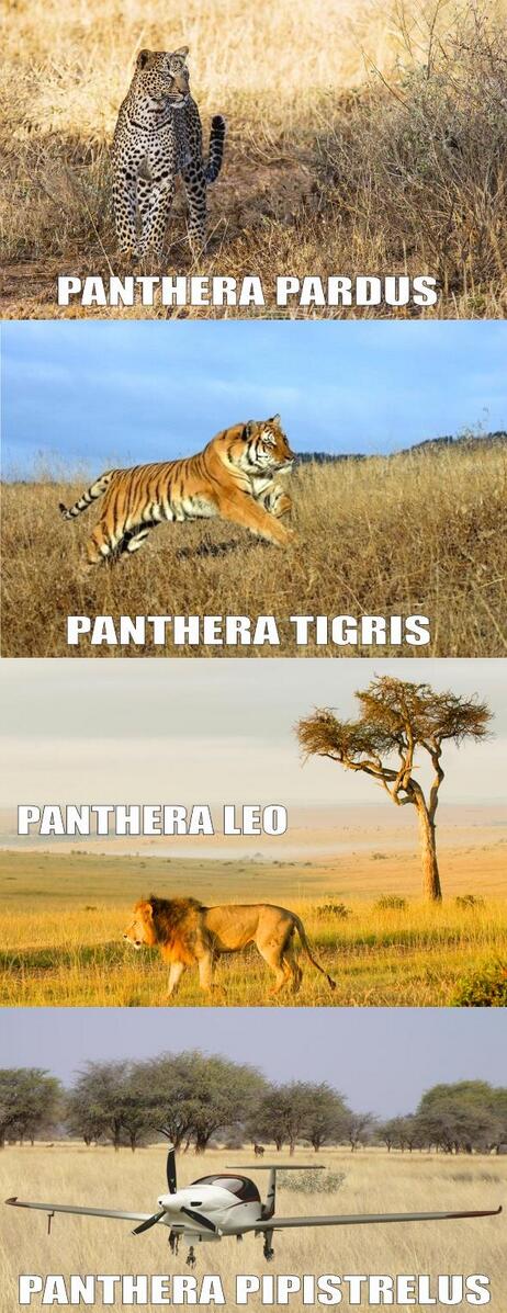 pipistrelEU's tweet image. The REAL Panthera... Panthera Pipistrelus :) #PipistrelEU #Panthera