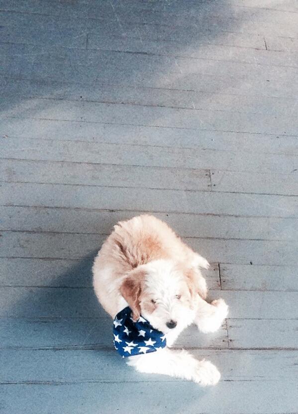 willcmcc's tweet image. #HappyFourth from Lake Belton and #WyattEarpPup