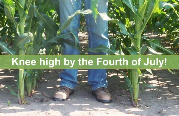 PioneerSeeds's tweet photo. In the land of the free, home of the brave, we are celebrating knee-high corn. Happy Independence Day! #4thofJuly http://t.co/1QGR2BPEoM