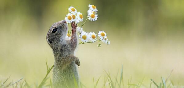 TelegraphPics's tweet photo. Pictures of the day: A flower sniffing squirrel (Pic: Julian Ghahreman-Rad) http://t.co/76G70fPWvI http://t.co/Zq4LbQ49wJ