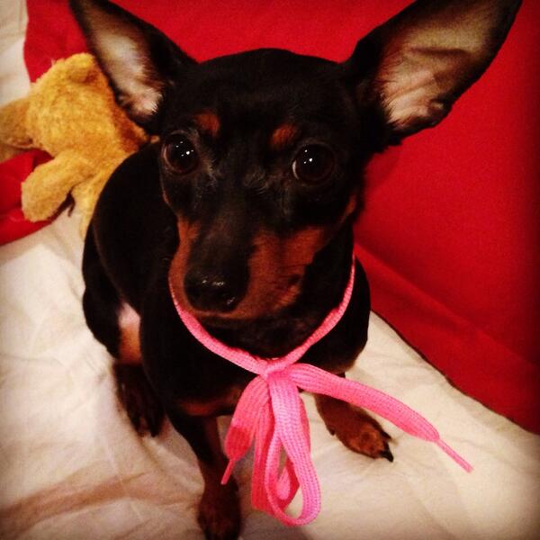 #BuenosDias #NoLesPresumoPero tengo la perra mas bonita del mundo