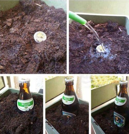 맥주, 이제 직접 키워서 마셔요