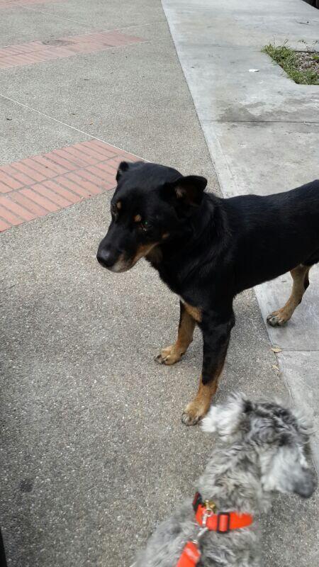 Sharine20's tweet photo. @apoyocanino @pshccs @asoc_vpla @ASOGUAU @perritocallejer se necesita temporal urgente. Esta vacunado . http://t.co/nCsojvPRXx