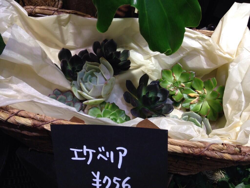 ユウ子 青山フラワーマーケットの多肉植物がずっと気になって仕方ない 欲しいな 向日葵もいいな 全部いいな Http T Co Cndyn7t7b7