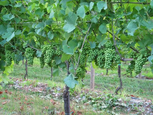 Vigneti in #Isonzo #wine #FriuliVeneziaGiulia