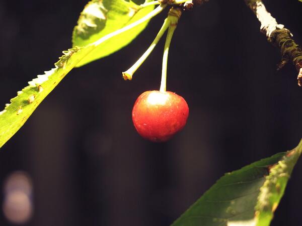 PicCapture's tweet photo. 🍒 #photography http://t.co/VsUGoERMgE