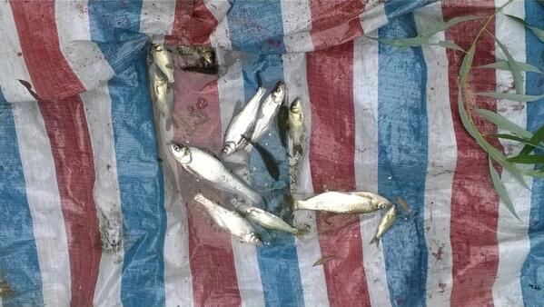 wang2290's tweet image. Feel like fishing