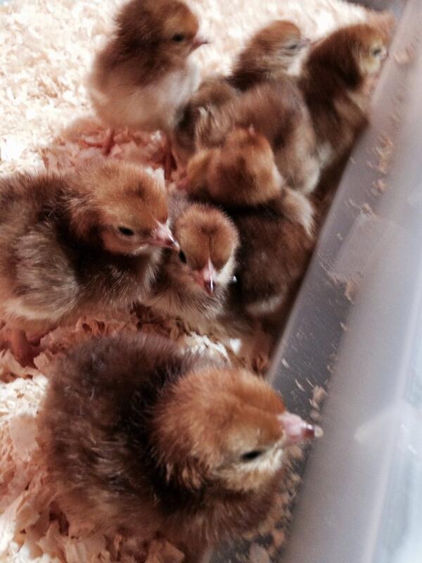 SCountyMuseum's tweet photo. Just hatched this morning! Come celebrate #July4th! Rhode Island Red chicks at South County Museum. Free day 10-2. http://t.co/EIamHVucEO
