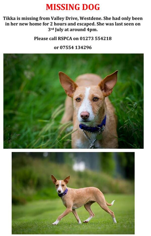 RT MISSING DOG Only been in new home 2 hours <a href="/PeterEgan6/">Peter Egan</a> <a href="/peterjamesuk/">Peter James</a> <a href="/WaifsandStrays2/">Waifs & Strays</a> <a href="/SamFoxCom/">Samantha Fox</a> <a href="/ReallyLinda/">Linda Barker</a>