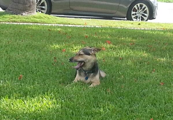 pixelhere's tweet image. Barkky 4th of Barkly