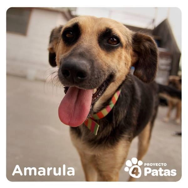 4_proyecto's tweet photo. Amarula  Una Perra Muy Hermosaa http://t.co/2PAPkyXWVl