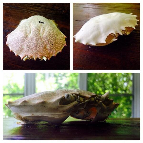 gogojewelryinc's tweet image. The miracle of molting #crabshell #molting #naturetransformed #evolution #loveshells