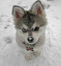 gabriel87407394's tweet photo. eu a adoro cachorrinhos por que eles sao muito fofinhossssssss!!!!!!!!!!!!!!!!!!!!!!!!!!!!!!!!!!!!!!!!!!!!!!!!!!!!!!! http://t.co/vBW7iFFbc0