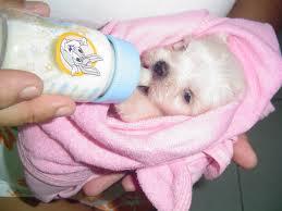 gabriel87407394's tweet photo. eu a adoro cachorrinhos por que eles sao muito fofinhossssssss!!!!!!!!!!!!!!!!!!!!!!!!!!!!!!!!!!!!!!!!!!!!!!!!!!!!!!! http://t.co/vBW7iFFbc0