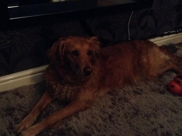 Woooooofffff mummy and daddy are back from holidays! #content again