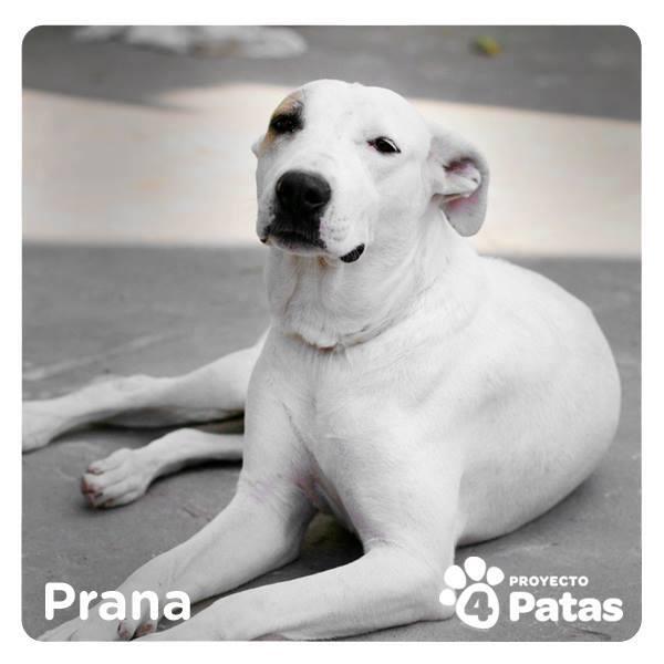 4_proyecto's tweet photo. Prana Un Perra Muy hermosa http://t.co/pya8RLrODj