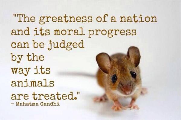 RitaKaratzia's tweet photo. RT @Matt_Dominguez http://t.co/6lXzGipoI5

🐀🐈🐓🐖🐇🐂🐃🐅Let’s always remember Gandhi's #wisewords ! #animals http://t.co/8YNUG9WGj5