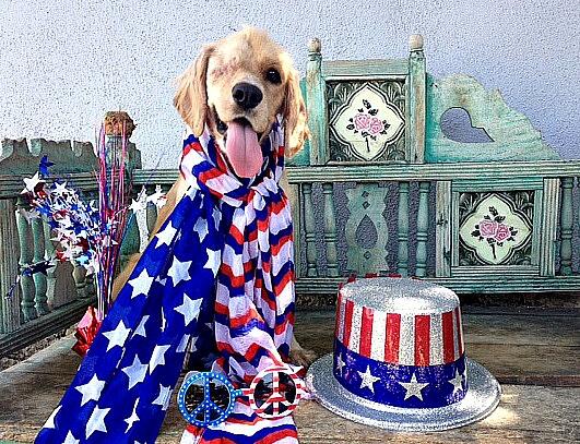 Happy 4th July from Iggy. Rescued from Tijuana by <a href="/HopeForPaws/">Hope For Paws</a>. Read her AMAZING story bit.ly/1qWsCHo