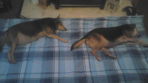 danahiggins2381's tweet image. Happily snoozing away really tempted to join them #feelsodrained