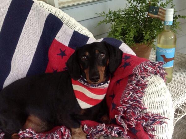 BenjaminBell's tweet photo. Great submission! RT @CMeierjurgen: #ABC4th Happy 4th of July from my dachsie Zebby! http://t.co/iwUslAxiJs
