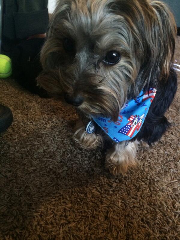 a112407's tweet photo. Patriotic Ottis 🐶💥 http://t.co/BbZPitUhs5
