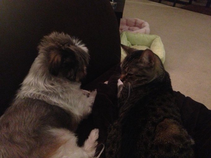 My children!! So cute.. Can't get enough http://t.co/fts6pU8bqg