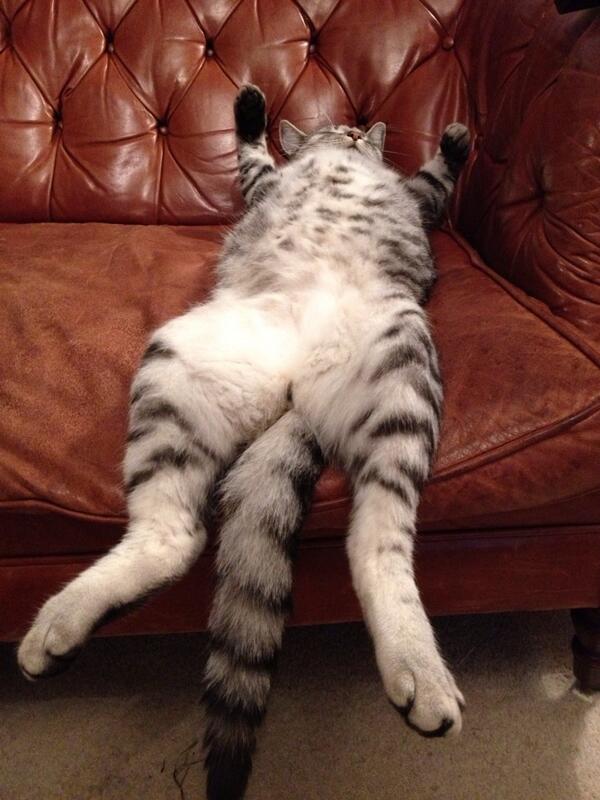 Henri Le Chat Noir On Twitter Submissions For